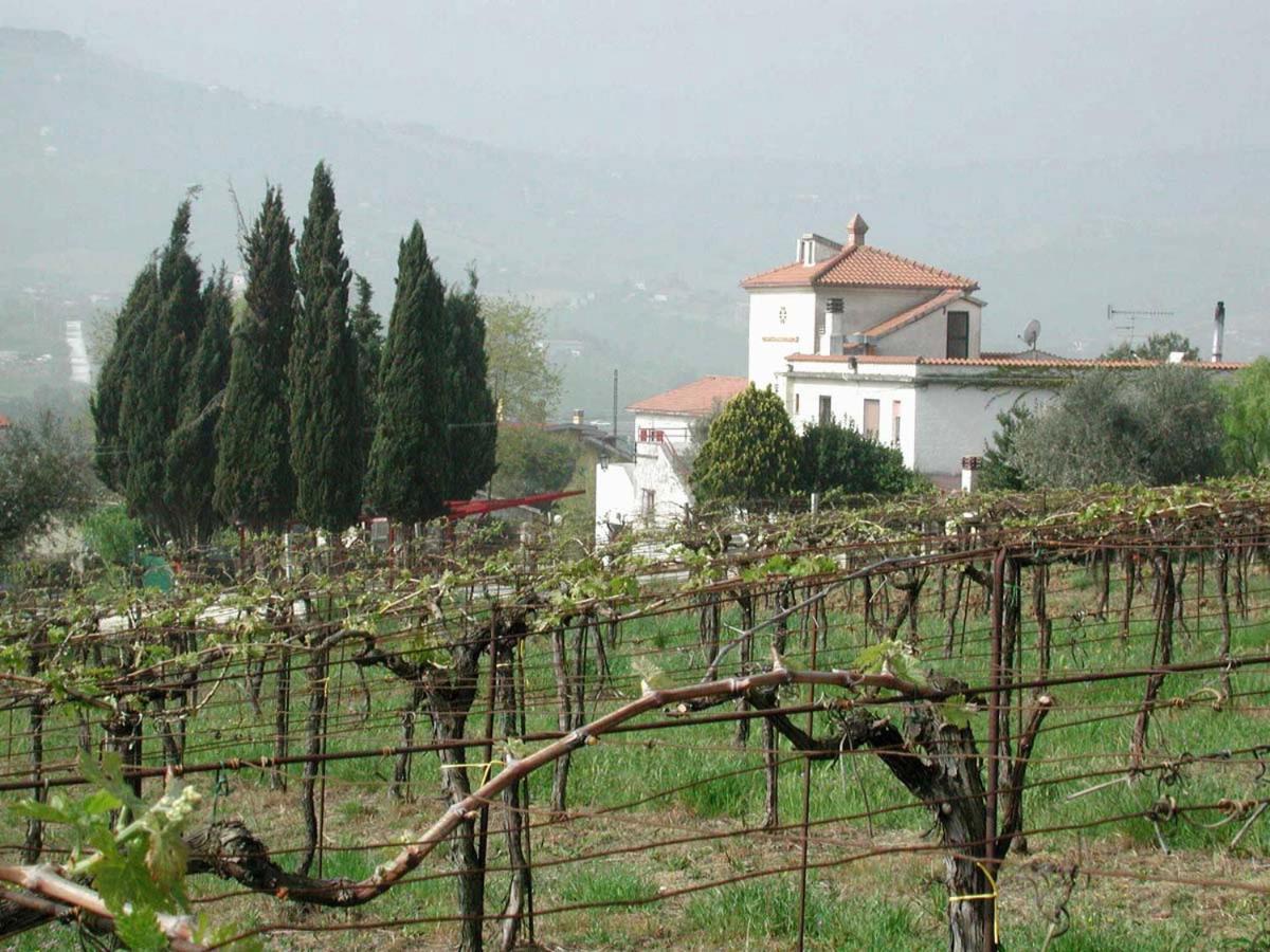 Pier Delle Vigne B&B Pineto Buitenkant foto